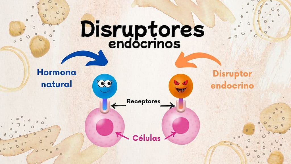 Qué son los disruptores endocrinos 1 Ilustración de la interacción de hormonas y disruptores endocrinos con receptores celulares