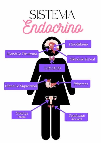 El sistema endocrino 1 Diagrama del sistema endocrino humano que muestra las principales glándulas y sus ubicaciones: glándula pituitaria, tiroides, glándulas suprarrenales, páncreas, ovarios y testículos.
